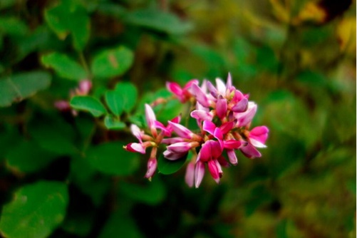 怎么辨别香花崖豆藤, 香花崖豆藤图片