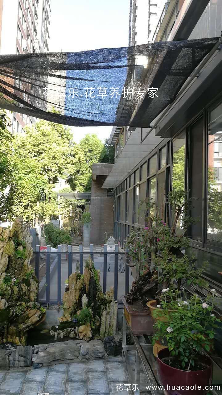 夏日保你盆景不死，5个养护要点和禁忌小妙招